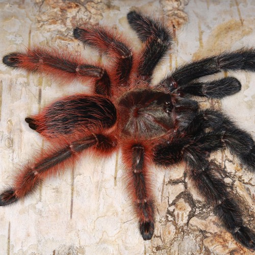 Slings (8) - Global Tarantula Market - One of the biggest spider 