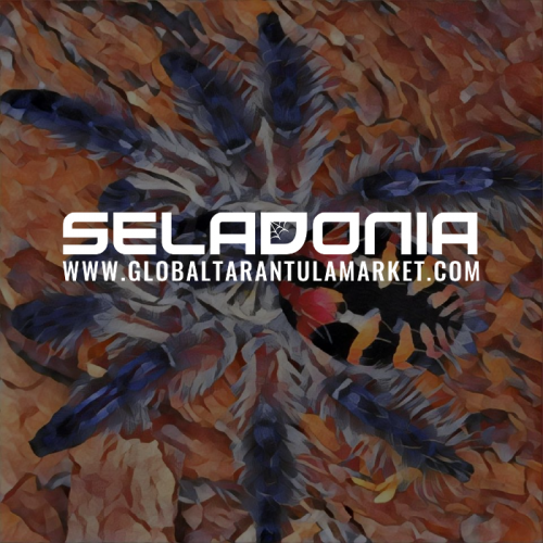 Thrixopelma ockerti L1